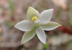Thelymitra albiflora