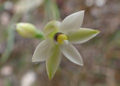 Thelymitra albiflora