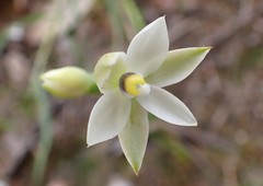 Thelymitra albiflora