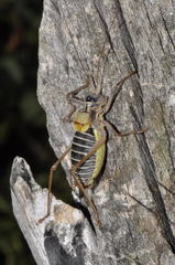 Lluciapomaresius asturiensis