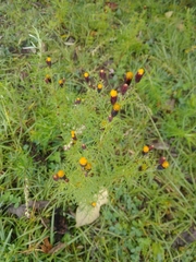 Tagetes coronopifolia