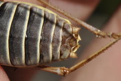 Lluciapomaresius asturiensis