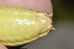 Lluciapomaresius asturiensis