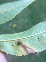 Caryomyia cilidolium