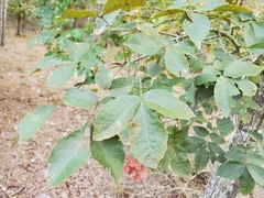 Carya pallida