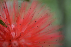 Calliandra medellinensis