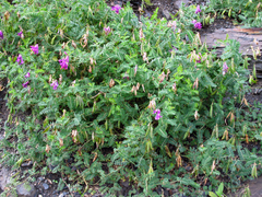 Vicia alpestris