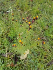 Tagetes coronopifolia