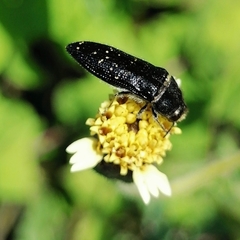 Acmaeodera impluviata