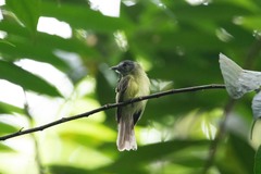 Pogonotriccus ophthalmicus