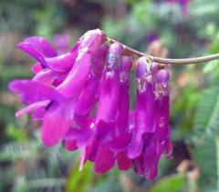 Vicia alpestris