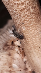 Armadillidium pictum