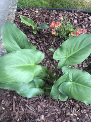 Zantedeschia