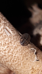 Armadillidium pictum