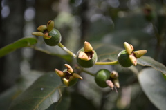 Psidium guineense