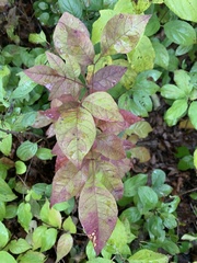 Magnoliopsida