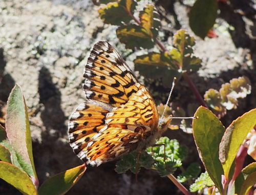 Arctic Fritillary