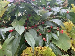 Magnoliopsida