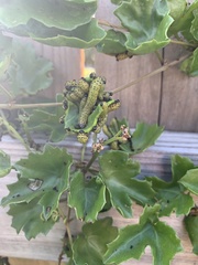 Ceratulus spectabilis