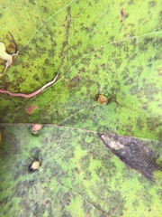 Craneiobia tuba
