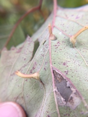 Craneiobia tuba
