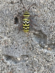 Megacyllene angulifera