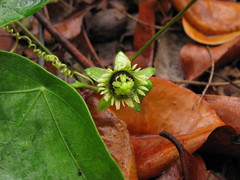 Passiflora coriacea