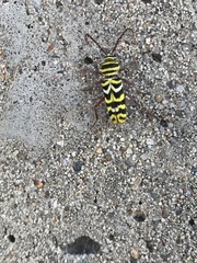 Megacyllene angulifera