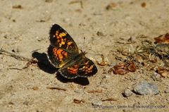 Phyciodes batesii