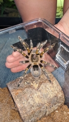 Grammostola pulchripes