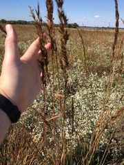 Sorghastrum