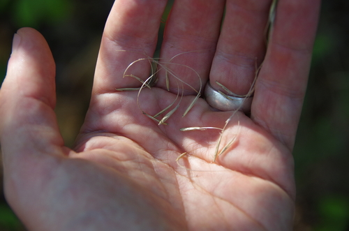 Image of Elymus interruptus by (c) Eric Knight, some rights reserved (CC BY)
