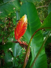 Heliconia episcopalis