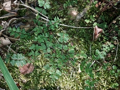 Cheilanthes nudiuscula