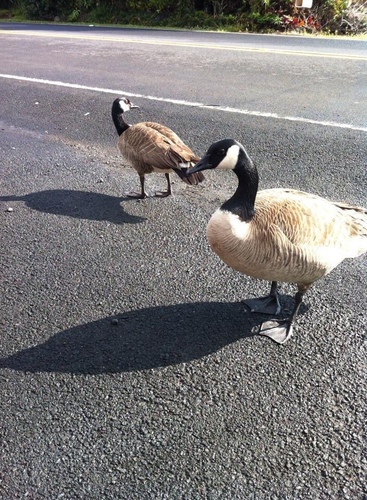 Branta canadensis observed 2020-04-22