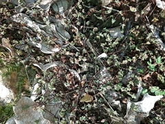 Cheilanthes nudiuscula