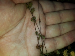 Cheilanthes nudiuscula