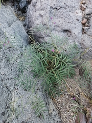 Tephrosia vicioides