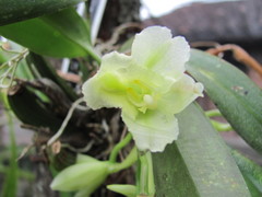 Rodriguezia granadensis