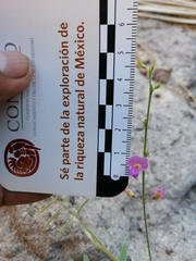 Tephrosia vicioides