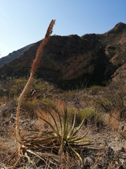 Agave chrysoglossa