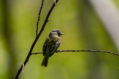 Zimmerius cinereicapilla