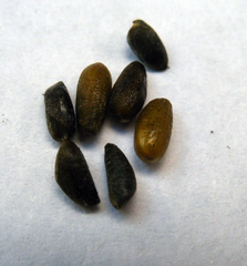 Alliaria taurica