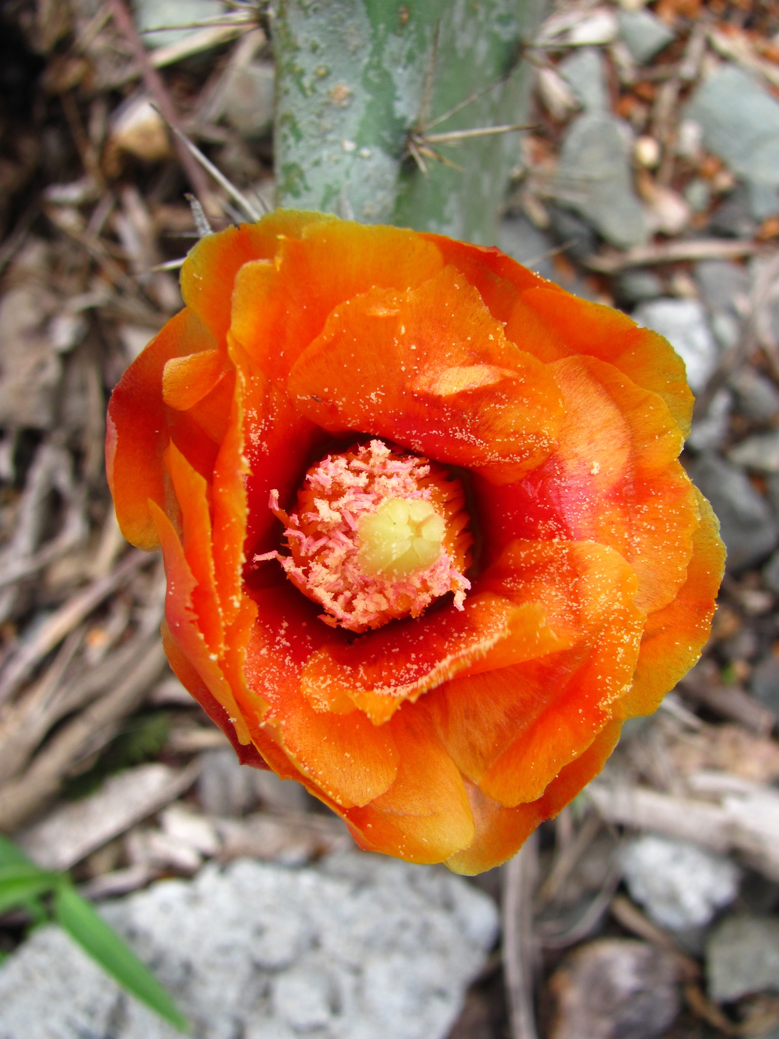 Opuntia pittieri