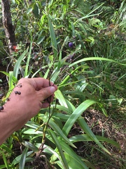 Dianella sandwicensis