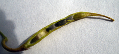 Alliaria taurica