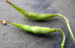 Alliaria taurica