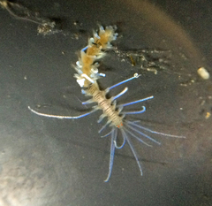 Amblyosyllis anae