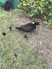 Cairina moschata domestica