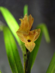 Nemaconia striata